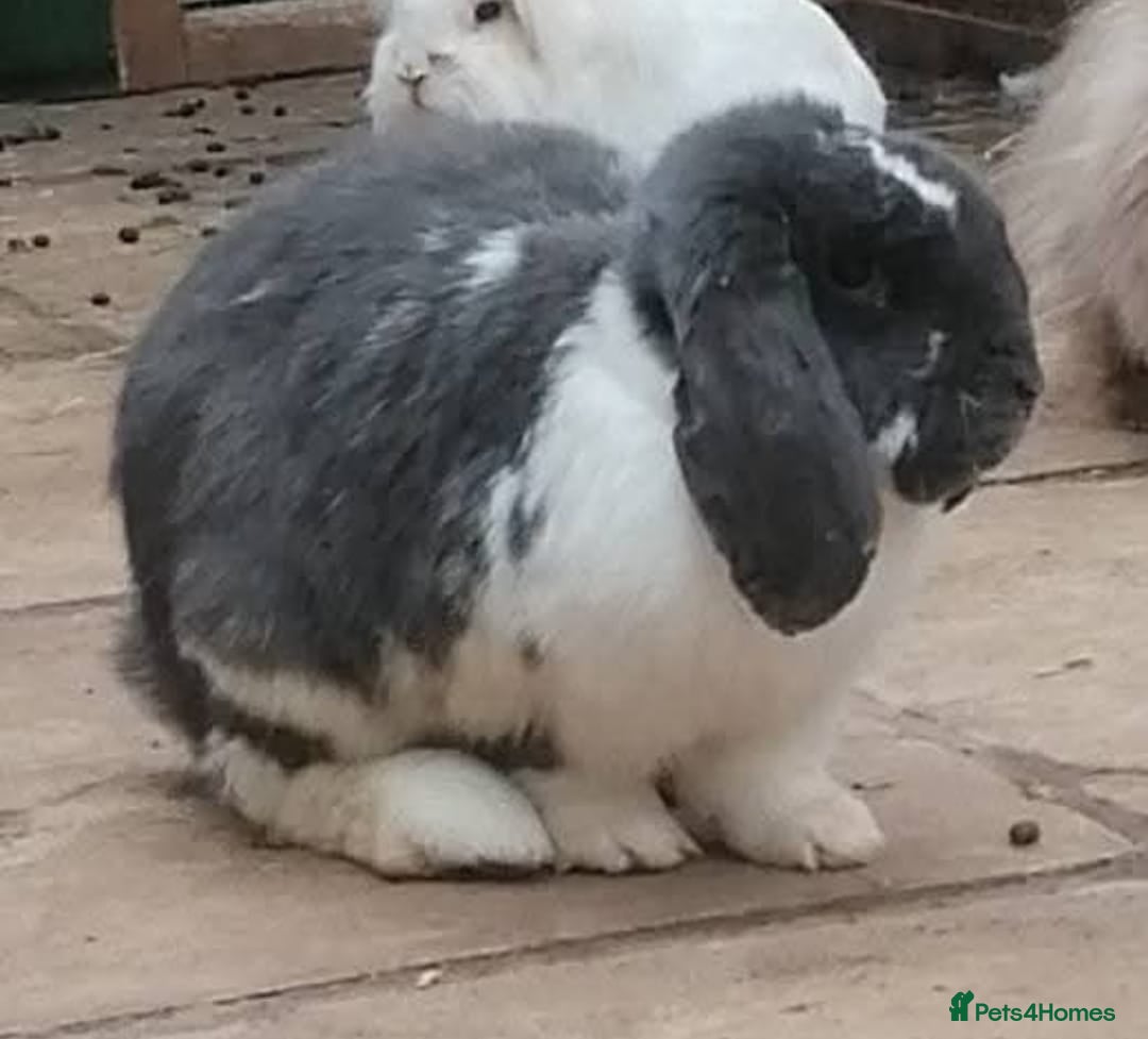 Mini Lop rabbits for sale: 🐰For Adoption Rocket is Looking Forever Home 🚀💚 - Image 4