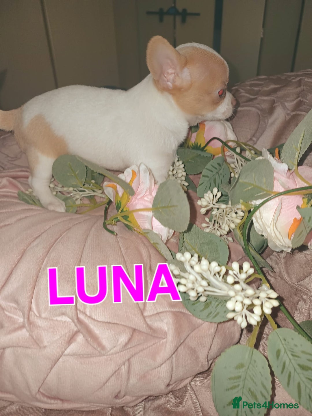 Chihuahua dogs for sale: Chihuahua pups stunning - Image 21