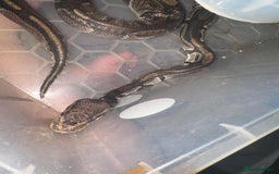 Python Snake reptiles for sale: 3 beautiful female pythons - Image 5