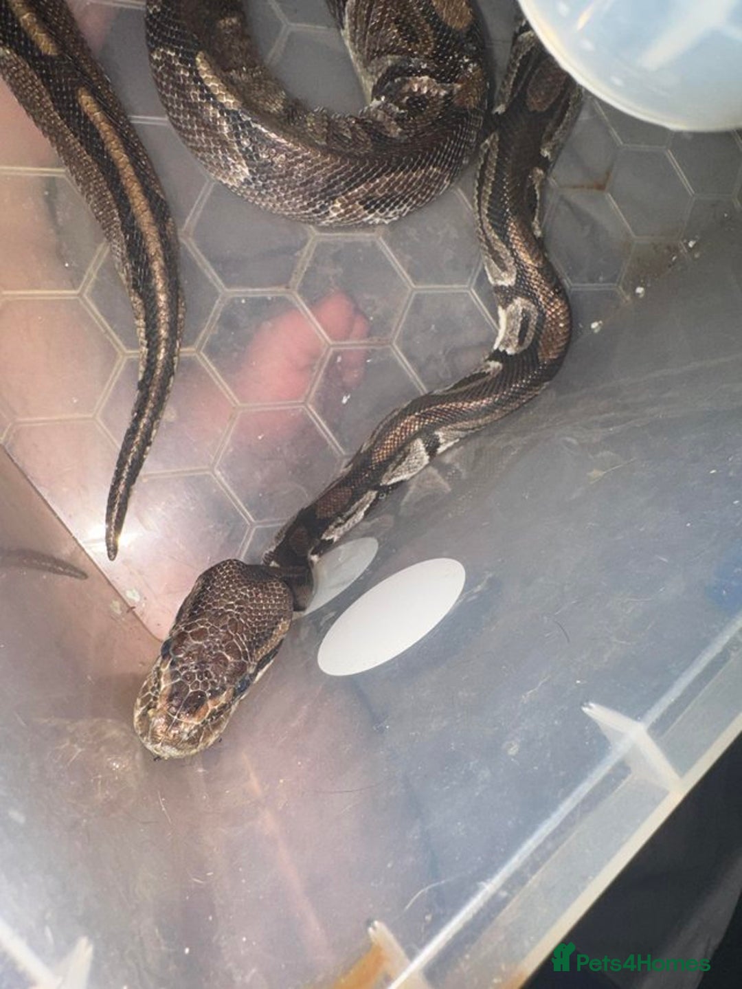 Python Snake reptiles for sale: 3 beautiful female pythons - Image 5