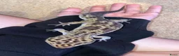Leopard Gecko reptiles for sale: Male leopard gecko and vivarium in Waterlooville - Advert 4