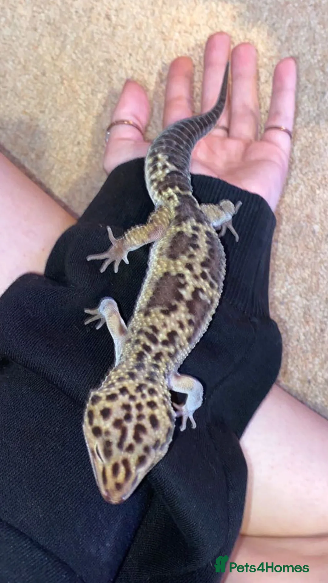 Leopard Gecko reptiles for sale: Male leopard gecko and vivarium in Waterlooville - Advert 4