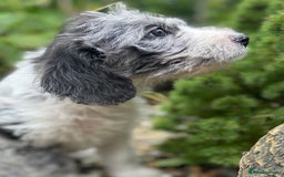 Mixed Breed dogs for sale: Poodle cross - Image 16