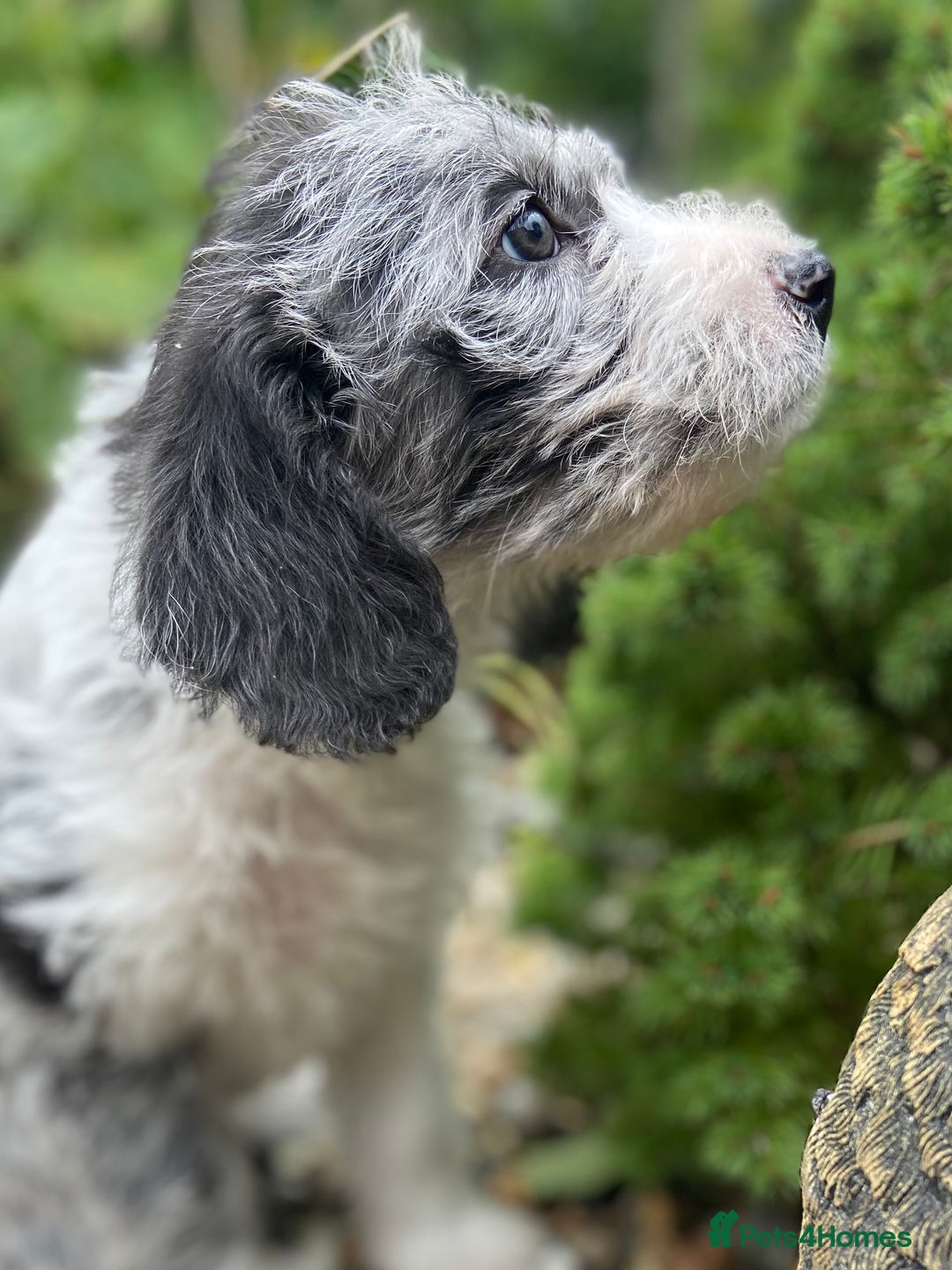 Mixed Breed dogs for sale: Poodle cross - Image 16