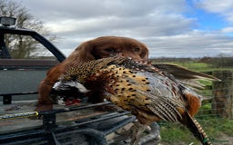 Cocker Spaniel dogs for stud: Fully health tested dark red working cocker stud - Image 10