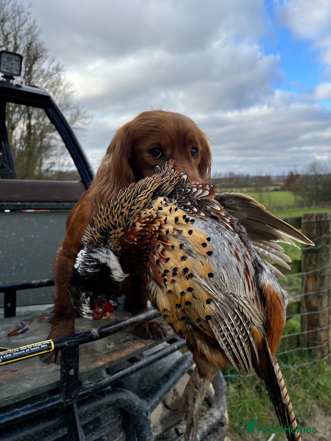Cocker Spaniel dogs for stud: Fully health tested dark red working cocker stud - Image 10