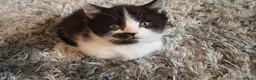 Munchkin cats for sale: Munchkin kittens - Advert 28