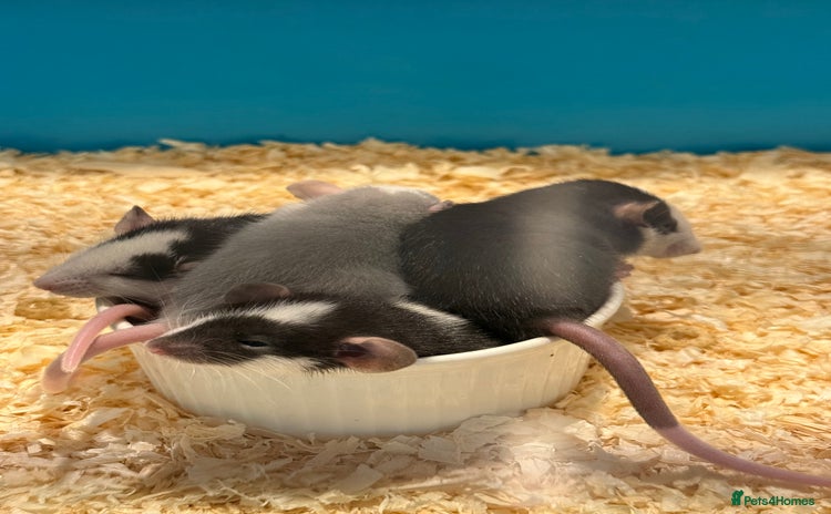 Rat rodents - Advert 1
