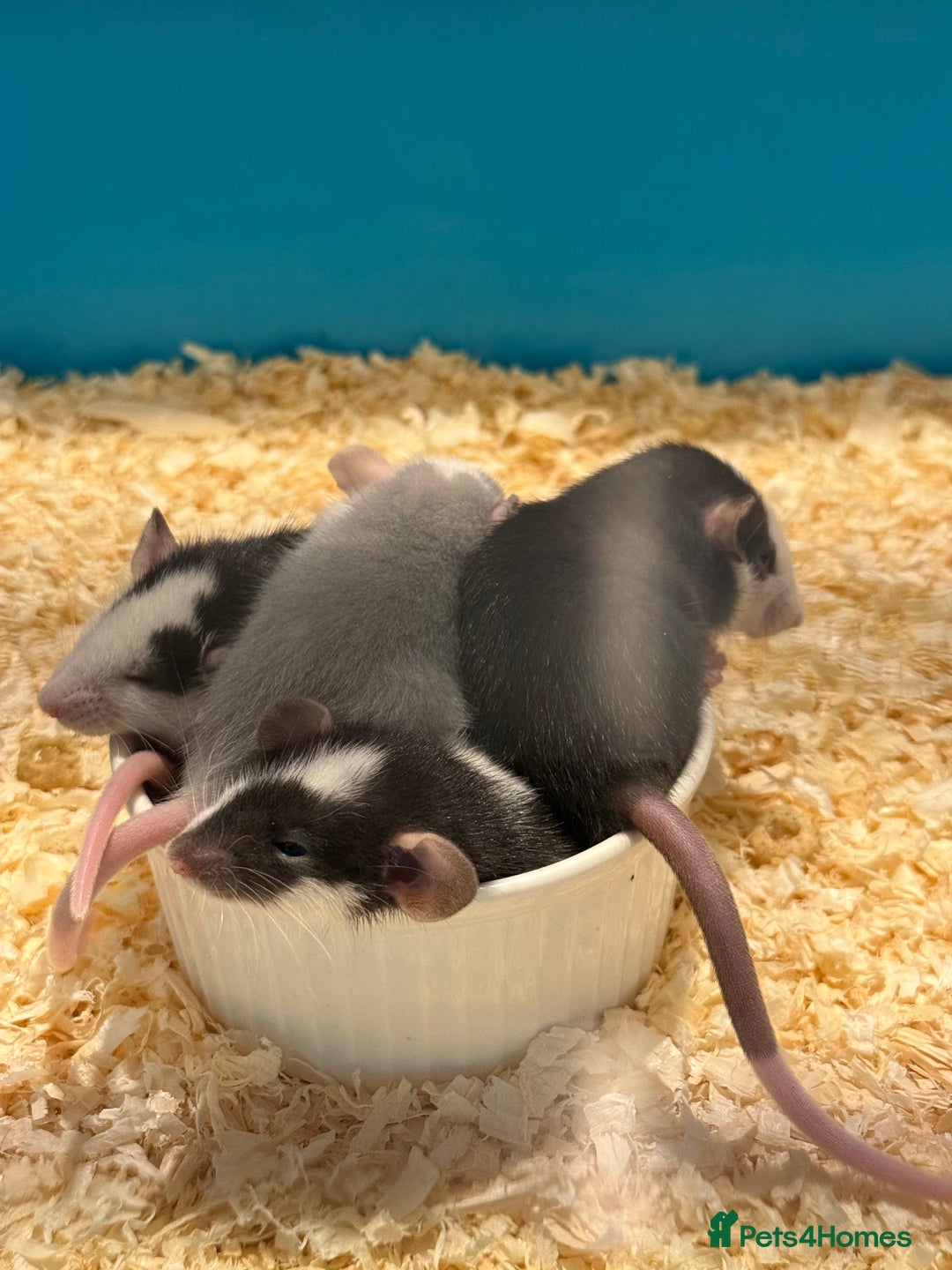 Rat rodents for sale: Beautiful Dumbo baby rats  - Image 1