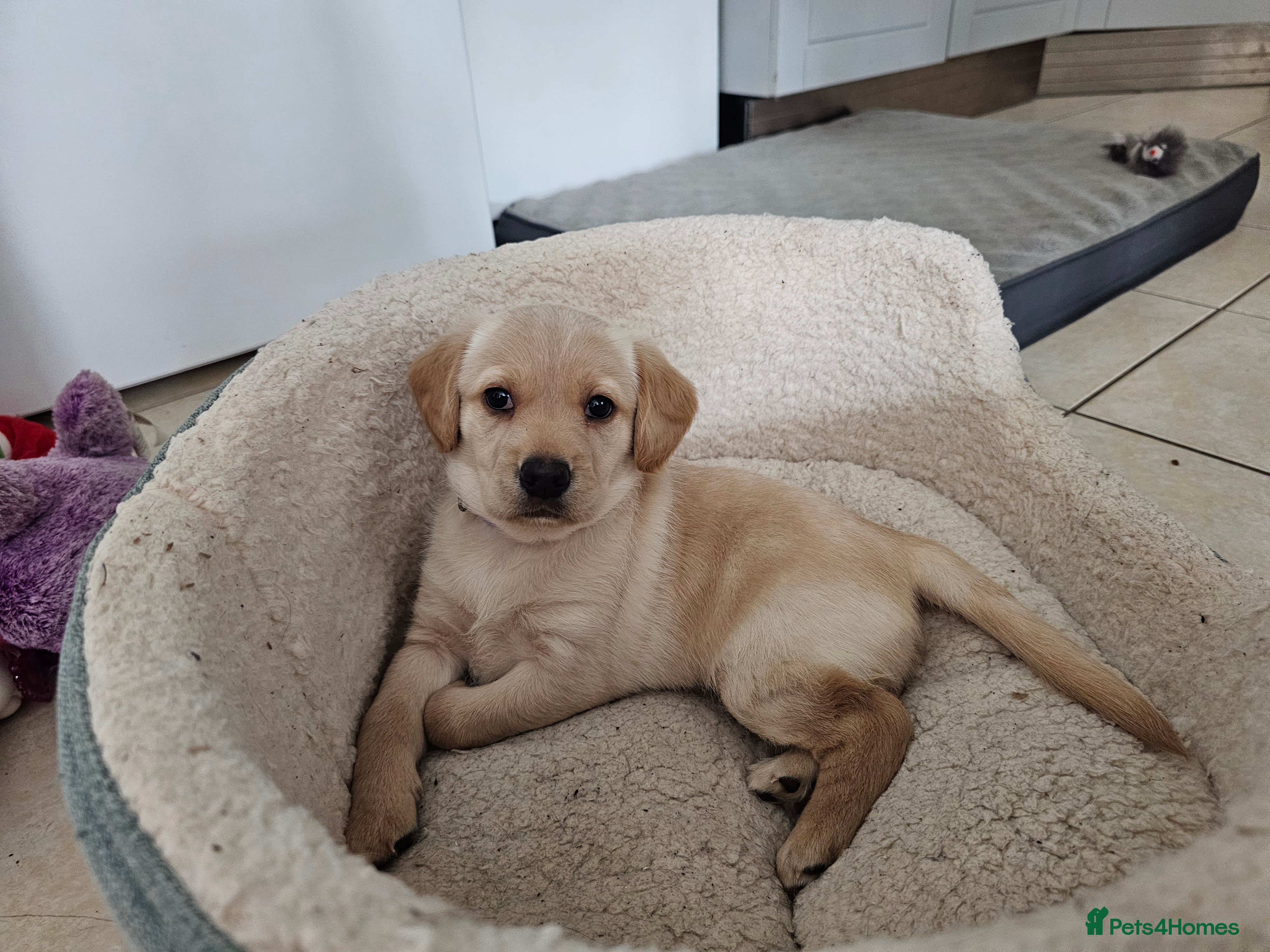 Cockerdor dogs The most loving Cockerdor Pups-ready from4th March - Advert 7