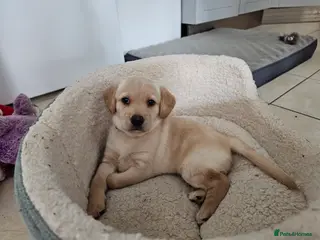 Cockerdor dogs The most loving Cockerdor Pups-ready from4th March - Advert 17