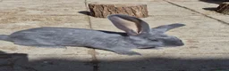Continental Giant rabbits for sale: Pure giant continental rabbits  - Advert 1