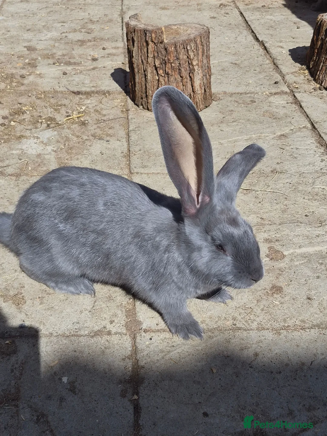 Continental Giant rabbits for sale: Pure giant continental rabbits  - Advert 1