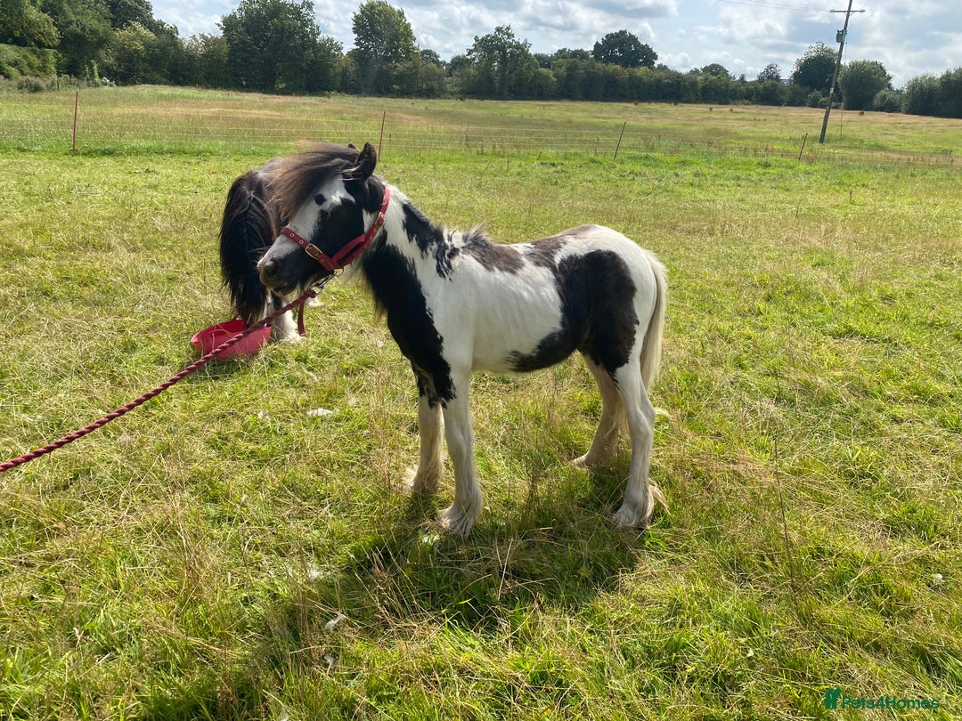 Other Breed horses for sale: Choppa - Image 5