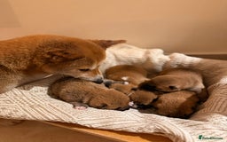 Japanese Shiba Inu dogs for sale: beautiful red Japanese Shiba Inu puppies  - Image 2