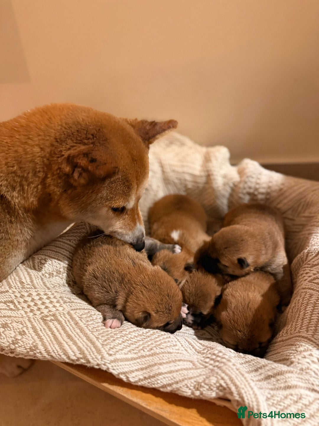 Japanese Shiba Inu dogs for sale: beautiful red Japanese Shiba Inu puppies  - Image 2