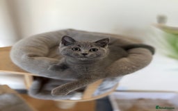 British Shorthair cats for sale: British shorthair kitten available  - Image 4