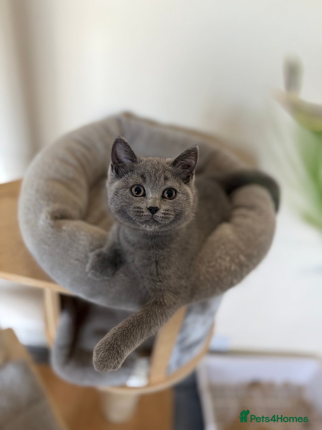 British Shorthair cats for sale: British shorthair kitten available  - Image 4