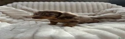 Miniature Dachshund dogs for sale: Fabulous Litter of Long haired dachshund puppies  - Advert 15