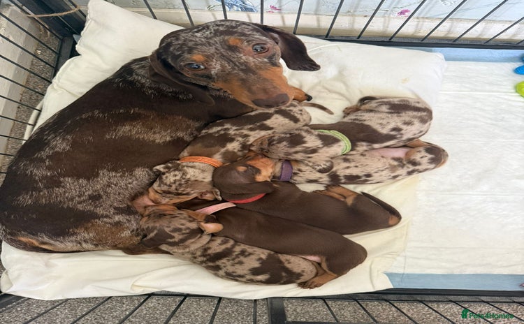 Miniature Dachshund dogs - Advert 4