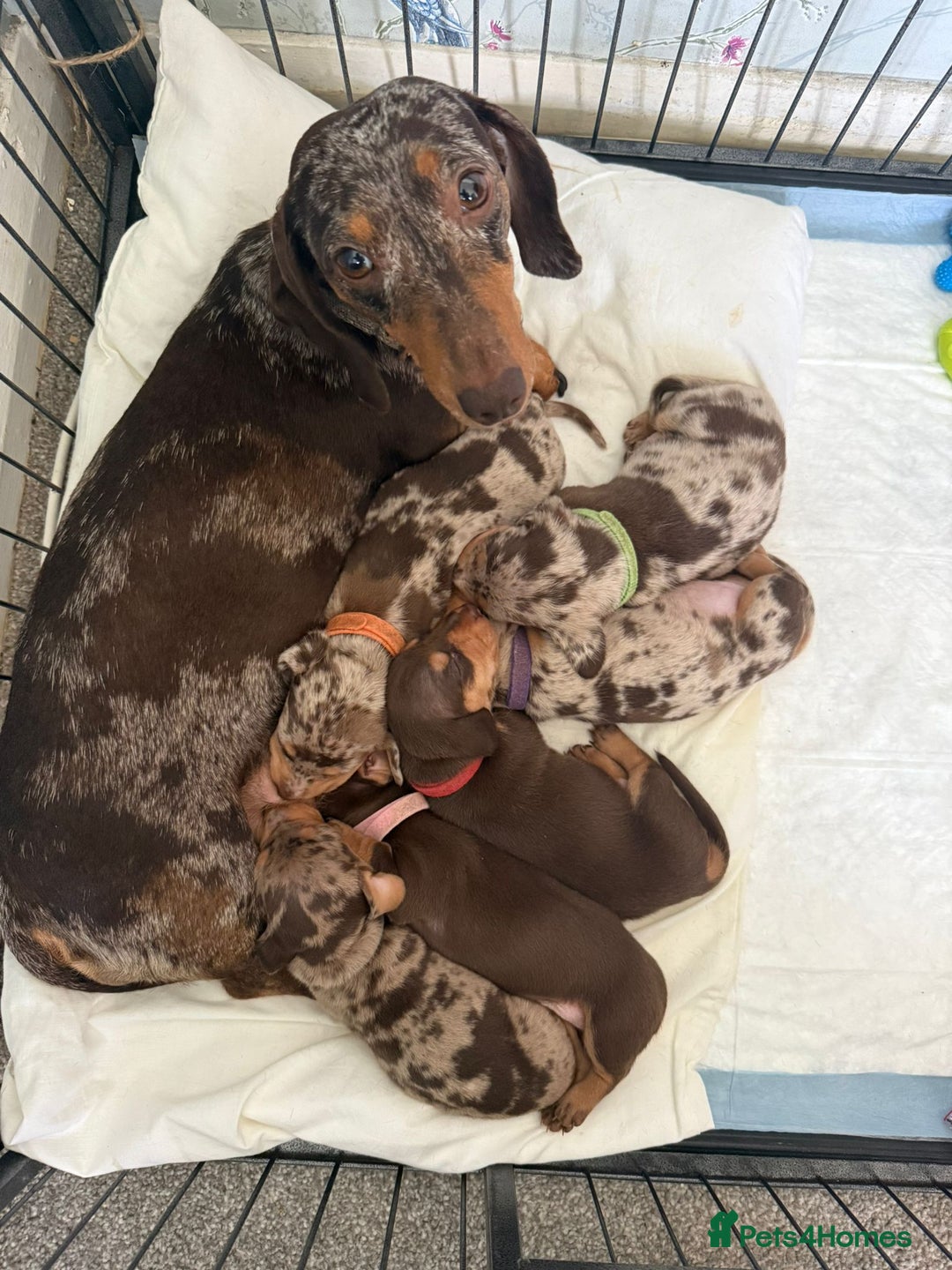 Miniature Dachshund dogs for sale: Miniature Dachshund - Image 1