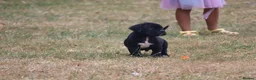 Presa Canario dogs for sale: World class presa canarios  - Advert 6