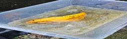 Koi Carp fish for sale: Mix of koi carp/sturgeon and tench for sale in Leeds - Advert 18