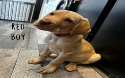 Labrador Retriever dogs for sale: KC registered labs ready to leave now *2 left* - Image 3