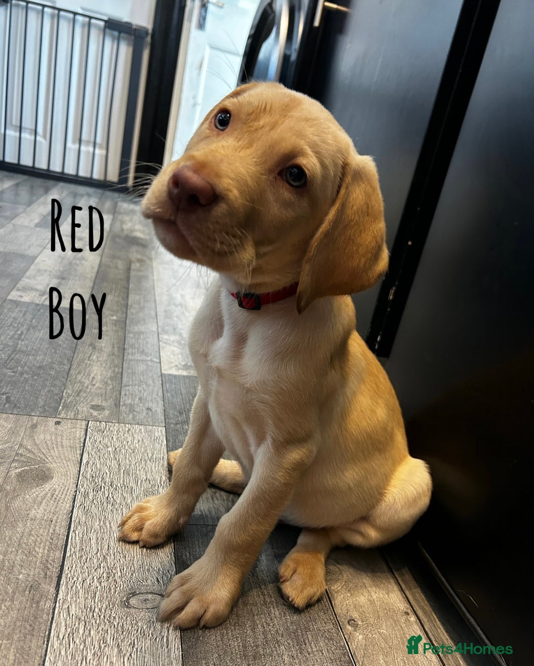 Labrador Retriever dogs for sale: KC registered labs ready to leave now *2 left* - Image 3