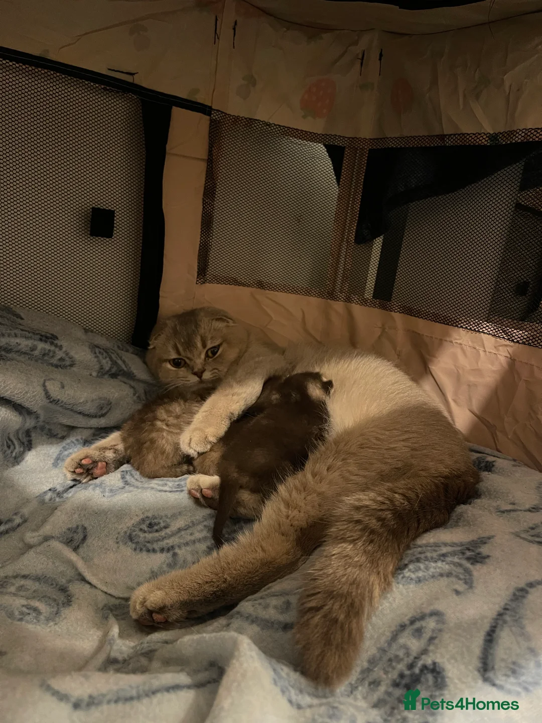 Scottish Fold cats for sale: Scottish Fold Boy  - Advert 2