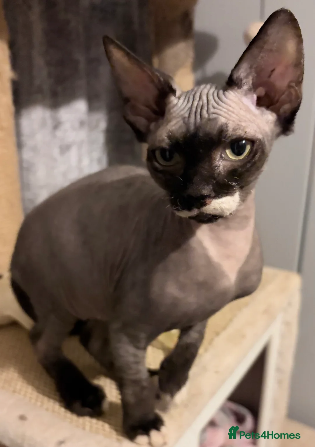 Sphynx cats for sale: Spynx kitten for sale  - Advert 9