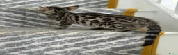Bengal cats for sale: bengal female kittens - Advert 15