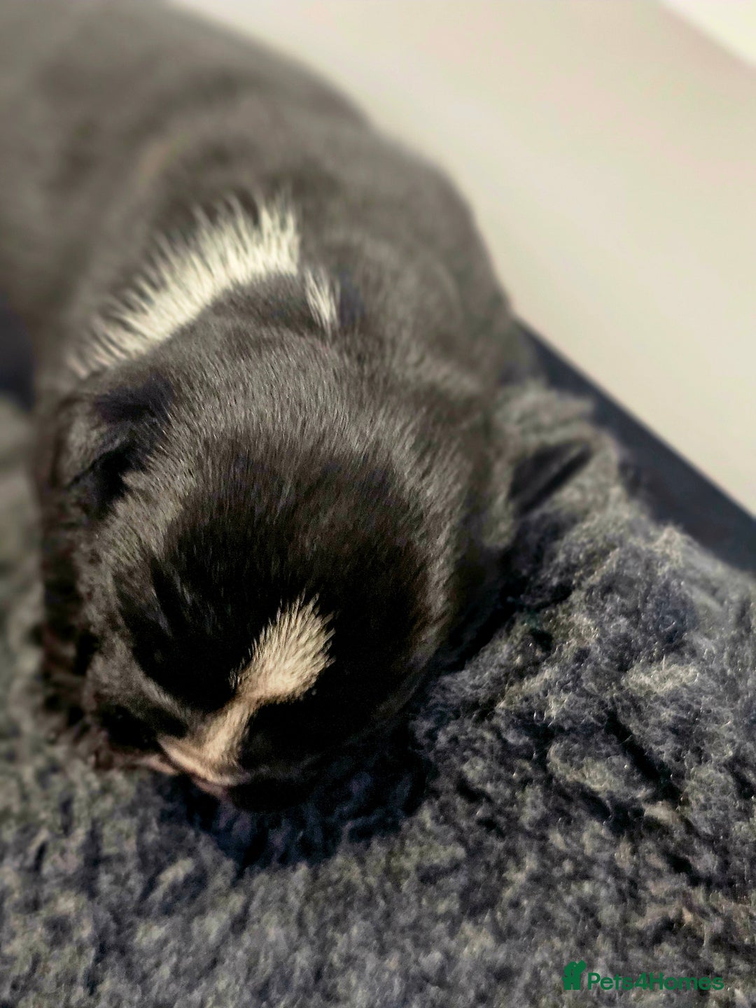 English Bulldog dogs for sale: KC Reg Champion Bloodlines 1 Girl Left £ 2800 - Image 28