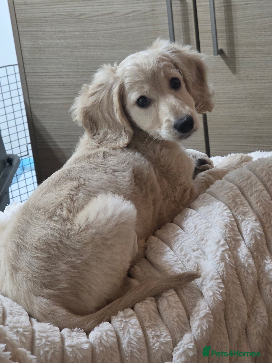 Cockapoo dogs for sale: Cockapoo READY NOW - Advert 4