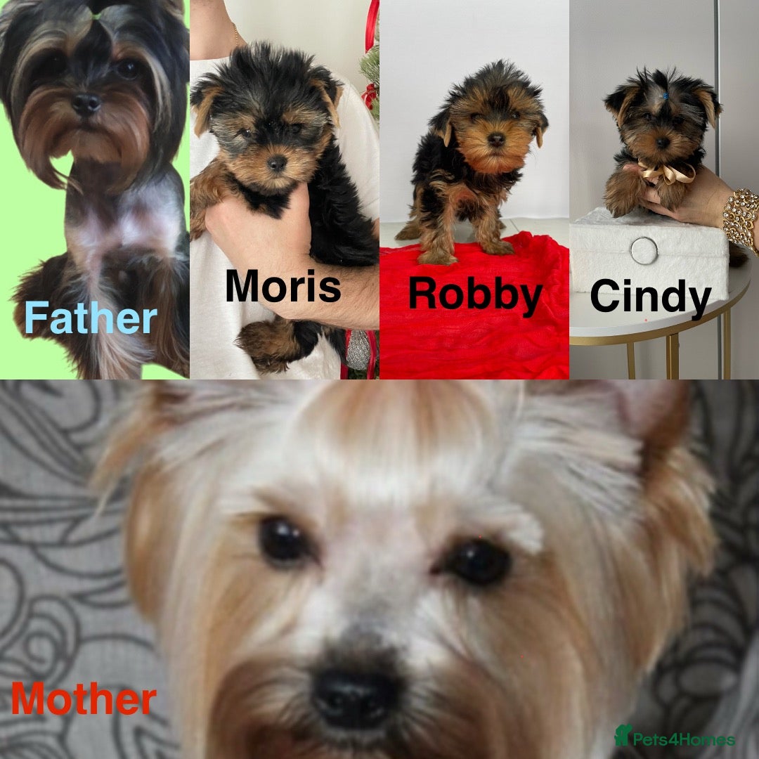 Yorkshire Terrier dogs Cindy, Moris & Robby (London & Bristol Delivery) x - Advert 1