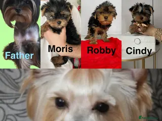 Yorkshire Terrier dogs Cindy, Moris & Robby (London & Bristol Delivery) x - Advert 1