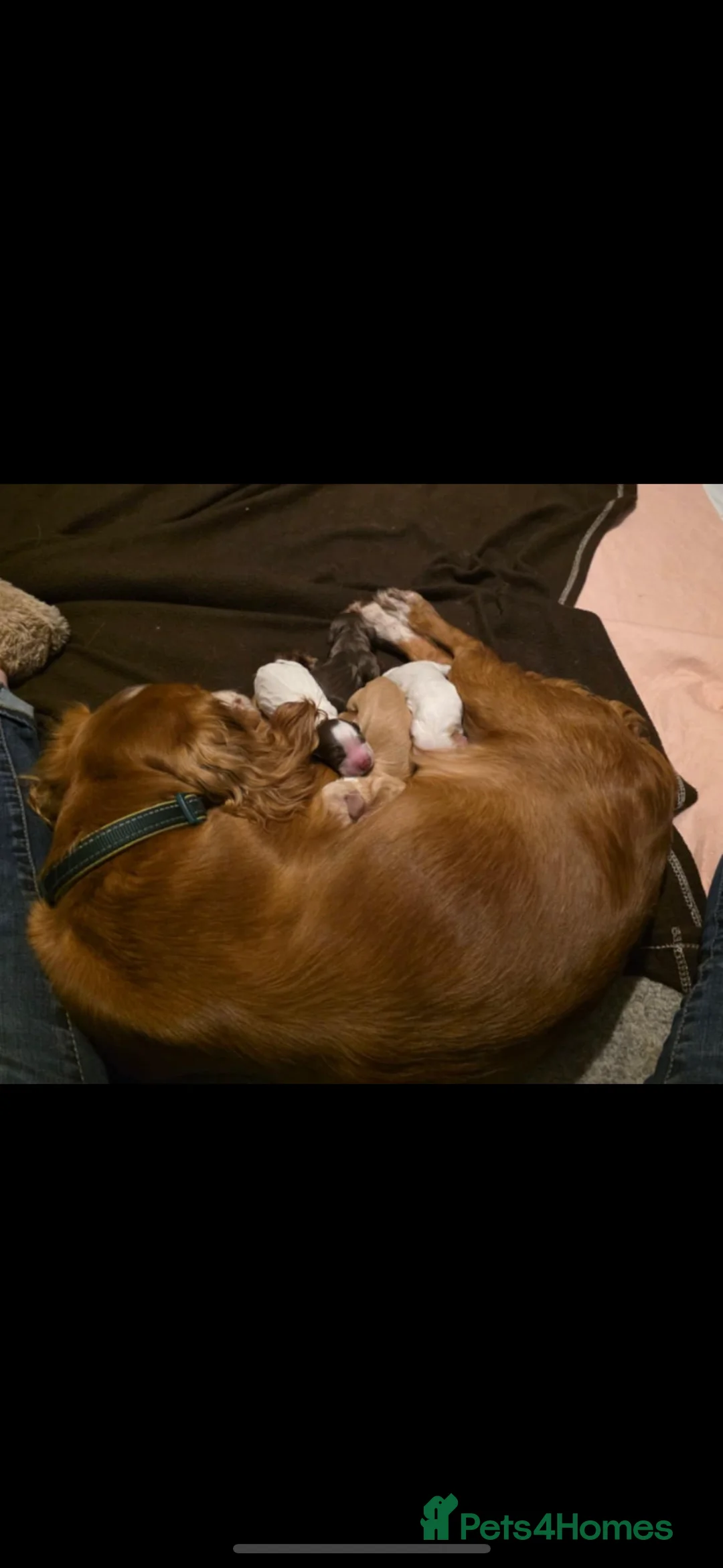 Cocker Spaniel dogs for stud: Working cocker for Stud *proven* in Penicuik - Advert 21