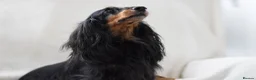 Miniature Dachshund dogs for sale: Longhaired Miniature Dachshund - Advert 7