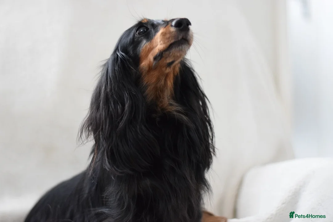 Miniature Dachshund dogs for sale: Longhaired Miniature Dachshund - Advert 7
