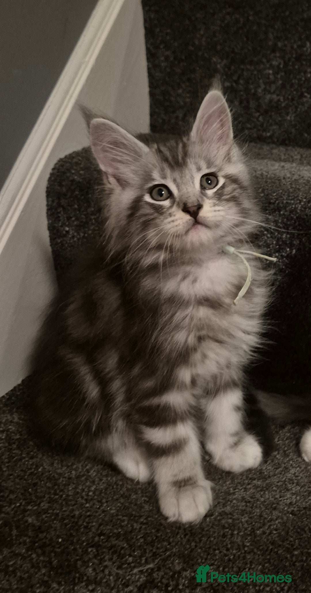 Maine Coon cats for sale: Maine Coon kittens - Advert 41
