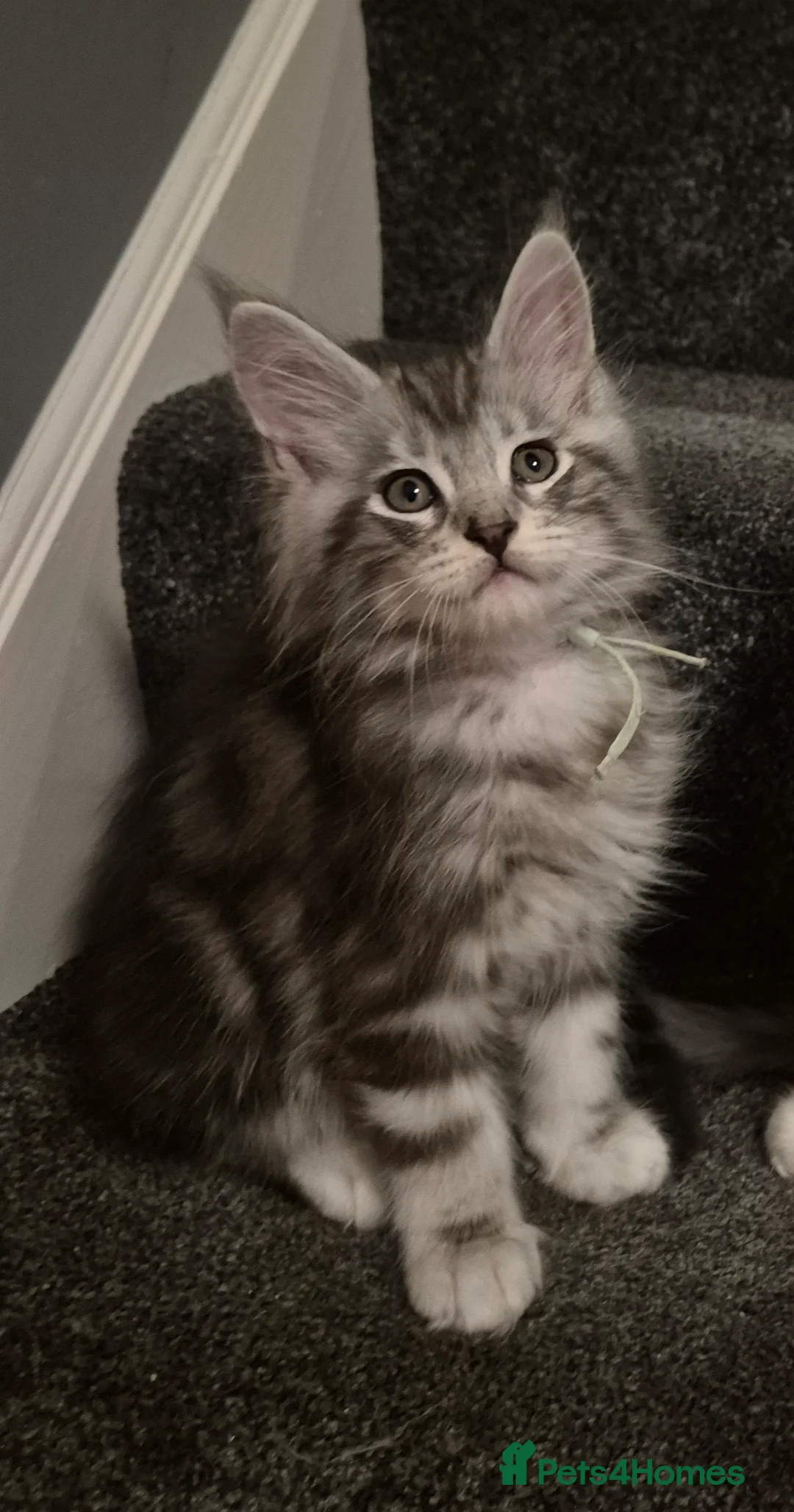 Maine Coon cats for sale: Tica registered Maine Coon kittens - Advert 41