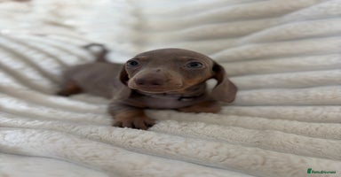 Miniature Dachshund dogs - Advert 13