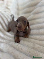 Miniature Dachshund dogs - Advert 5