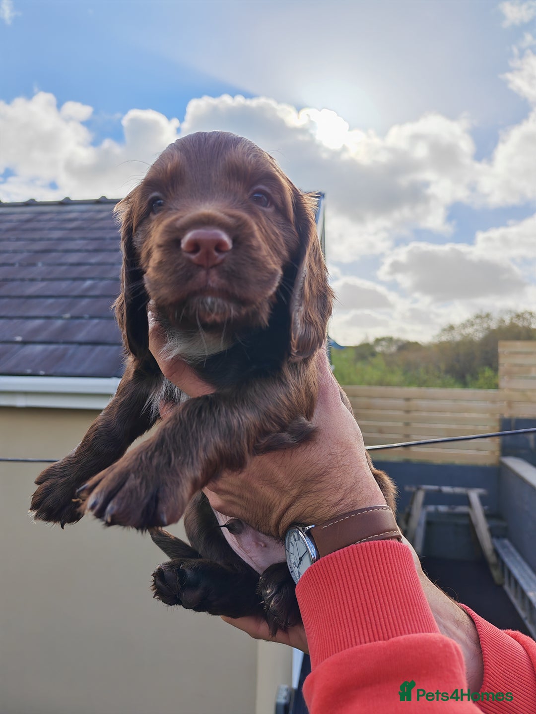 Sprocker dogs for sale: Adorable, well-socialised Sprocker Spaniel puppies - Image 19
