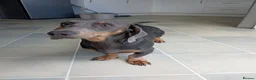 Miniature Dachshund dogs for sale: * miniature dachshund *  in Nuneaton - Advert 2