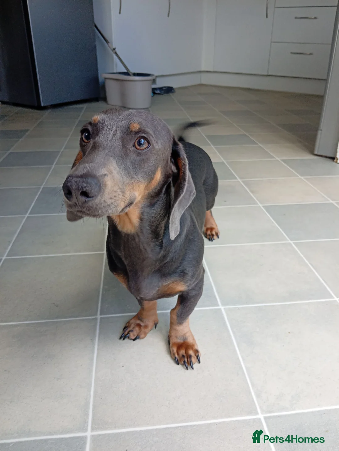 Miniature Dachshund dogs for sale: * miniature dachshund *  in Nuneaton - Advert 2
