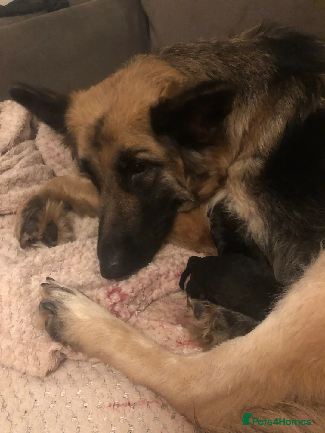 German Shepherd dogs for sale: 11 german shepherd puppies - Advert 3