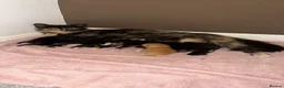 Mixed Breed cats for sale: Kittens for sale - Advert 8