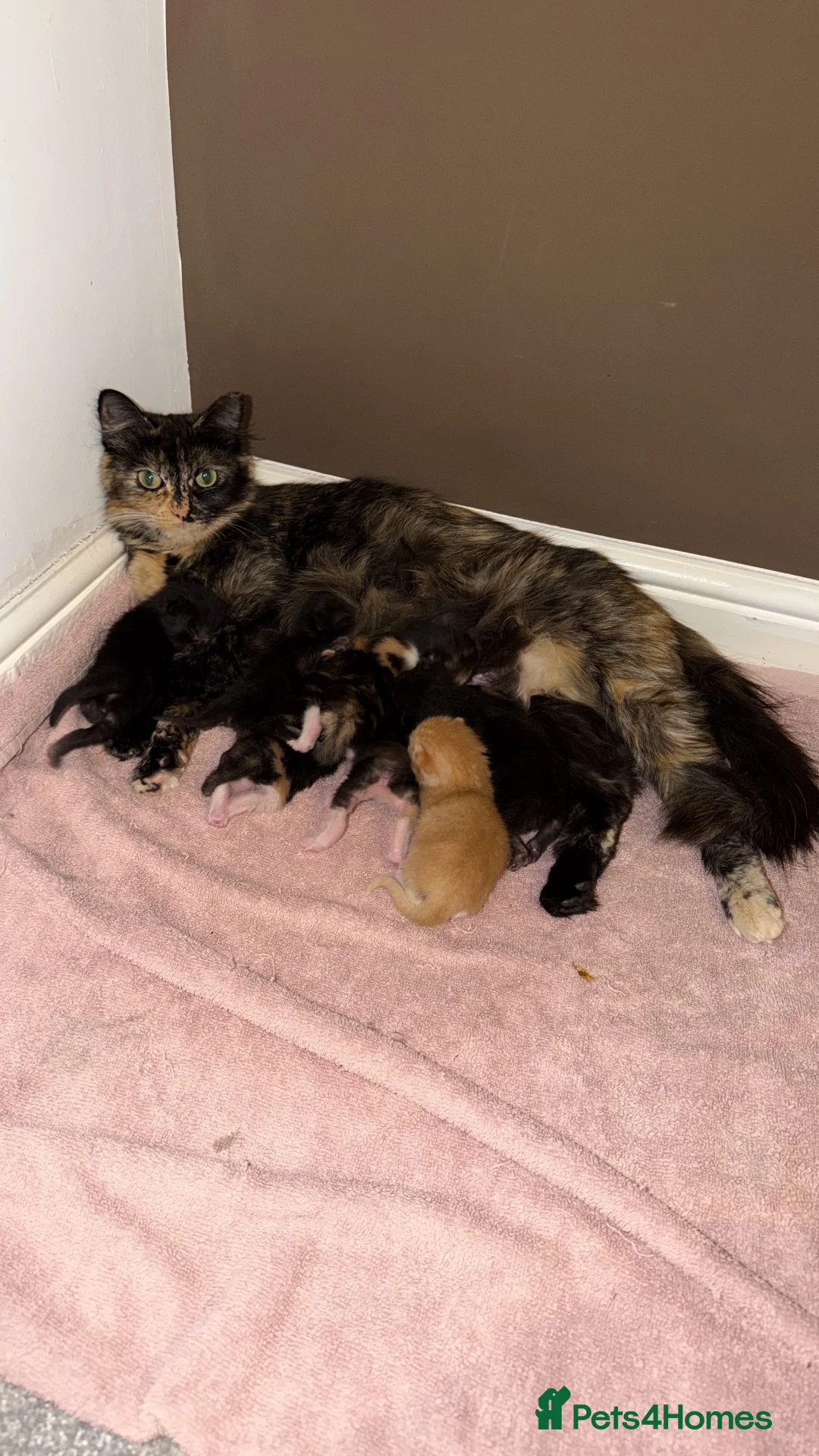 Mixed Breed cats for sale: Kittens for sale - Advert 8