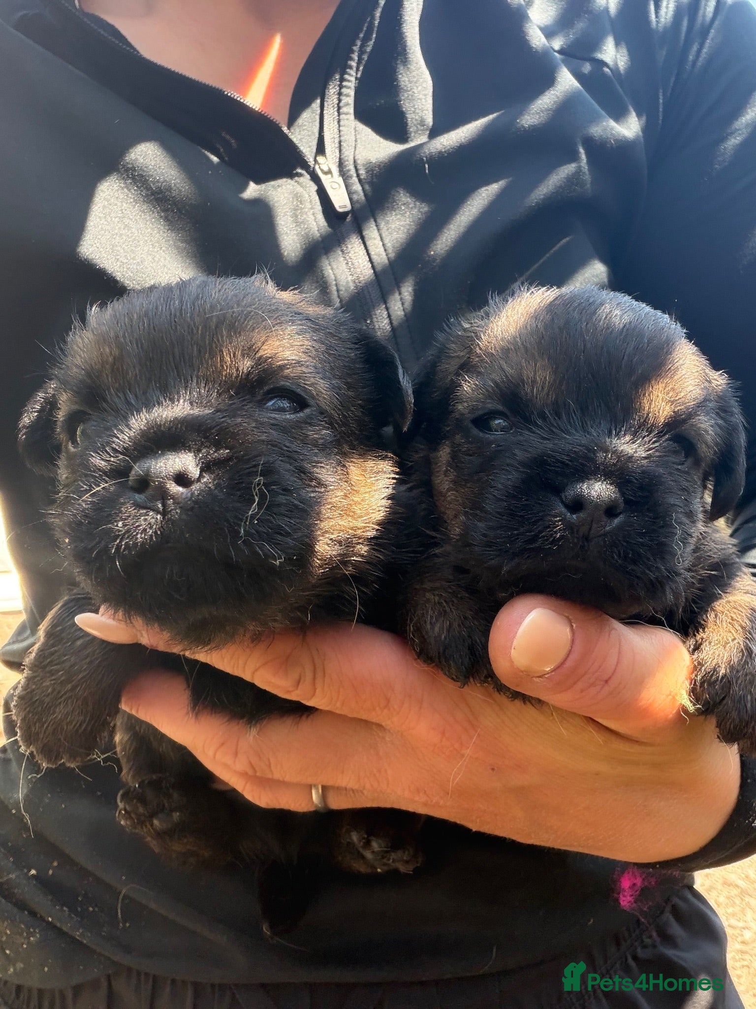 Border Terrier dogs 🐾 Licensed breeder of KC border terrier puppies  - Advert 1